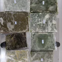 انواع سبزی خورشتی و...