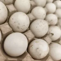 جوجه مرغ و بوقلمون