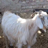 سه عدد بز آبستن ترمینی.مالداشت خودمه