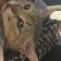 گربه گم شده