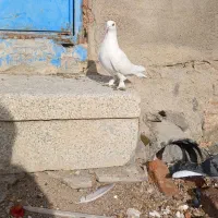 کبوتر فروشی یک عدد جو عرب یدونه بنشان ۵عددپلاکی