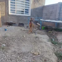 سگ ژرمن شپرد