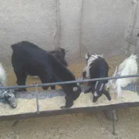 بزغاله|حیوانات مزرعه|شاهدشهر, |دیوار