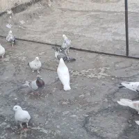 کبوتر