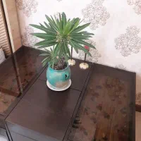 میز جلومبلی درحدنو