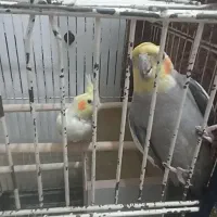 عروس هلندی جفت