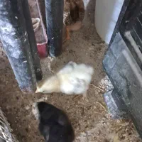 جوجه برهما و امروک