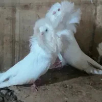 کبوتر.شامپیون