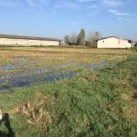 فروش-مرغداری-گوشتی