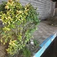 استخدام زوج سرایدار