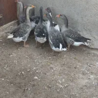 غاز