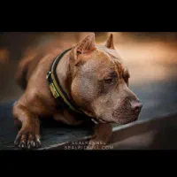 آمریکن پیتبول تریر