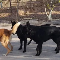 ژرمن بلک|سگ|نیشابور, فضل|دیوار