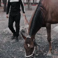 اسب مادیان (بردسیر )|اسب و تجهیزات اسبسواری|بردسیر, |دیوار