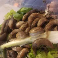 حلزون فروشی