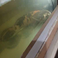 آکواریوم|ماهی|بوشهر, |دیوار