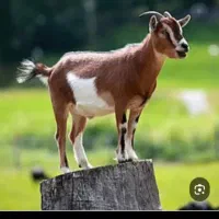 شیر بز تازه  و پر خاصیت هرروز صبح دارم