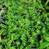 کراسولا خرفه ای