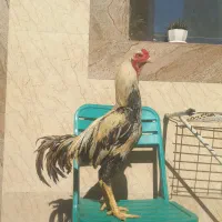 خروس لاری صابونی