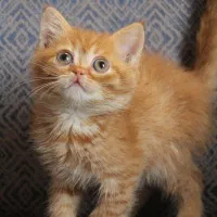 بریتیش|گربه|تهران, آسمان|دیوار