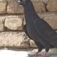 کفتر|پرنده|پیشوا, |دیوار