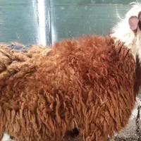 قصاب سلاخ گوسفند زنده گوساله زنده