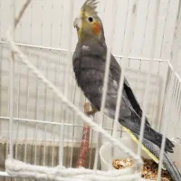 عروس هلندی ماده و نر