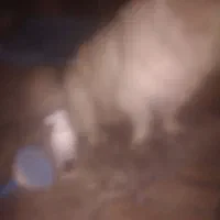 سگی نژاد پاکوتاه رنگ سفید پشمالو با مکلفات کامل