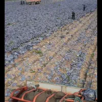 کلم دامی|خدمات باغبانی و درختکاری|اصفهان, دانشگاه اصفهان|دیوار