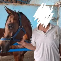 معاوضه پیانو اکوستیک با اسب عرب مصری