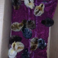 دستگاه جوجه کشی ۱۲۶تایی فول اتومات|ماشینآلات صنعتی|گنبد کاووس, |دیوار