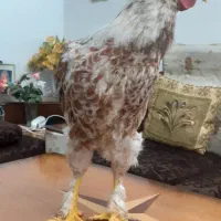 ۳عدد خروس پاپری