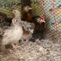 جوجه کوشین و یک جفت لهستانی|حیوانات مزرعه|تربت جام, حافظ|دیوار