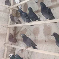 کفتر|پرنده|زالیان, |دیوار