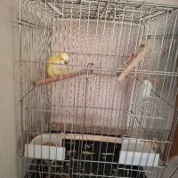 طوطی راهب لوتینو،زرد