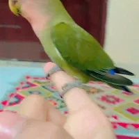 طوطی برزیلی بهترین نژاد