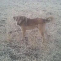 سگ گله ی وشکارچی معاوضه با سگ ماده پژدر