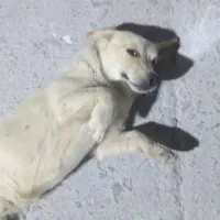 سگ پاکوتاه روباهی|سگ|یزد, |دیوار