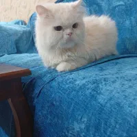 گربه پرشین نر|گربه|مشهد, توس (بلوار توس)|دیوار
