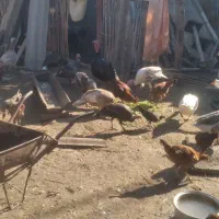 غاز.مرغ.بوقلمون|حیوانات مزرعه|گنبد کاووس, |دیوار