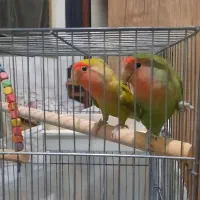 طوطی برزیلی ۶ ماهه