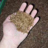 کرم سوپرورم و میلورم خشک و زنده|خزنده|رشت, کوی حسینی|دیوار