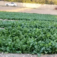 زمین ۸۳۰ متری|فروش زمین و ملک کلنگی|شهریار, دهشاد بالا|دیوار