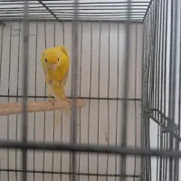 قناری بلند مست ماده گیر (ارسنجان)|پرنده|ارسنجان, |دیوار