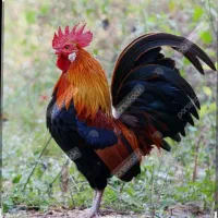 متن رابخوانید|پرنده|رشت, حومه رشت|دیوار