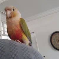 طوطی گرینچیک|پرنده|باغستان, |دیوار