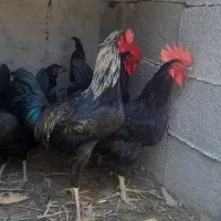 ۲تا خروس محلی ۸ ماه