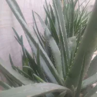 فروش ویژه گلدان های طبیعی آلوئه ورا