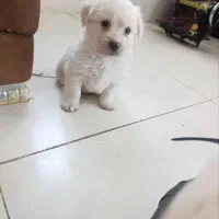 سگ شیتزو تریر پشمالو اصل