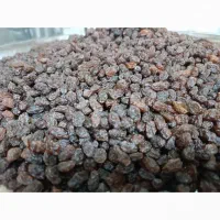 کشمش آفتابی